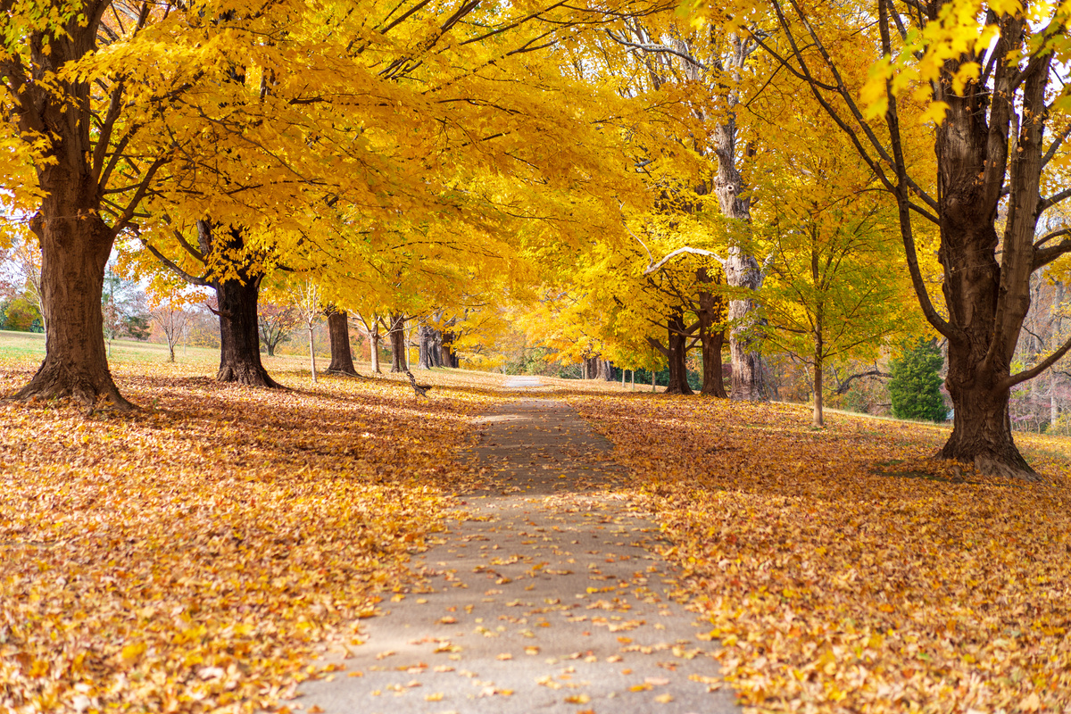 Forest in Autumn